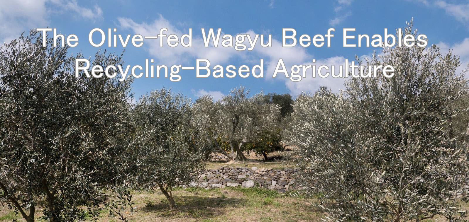 The Olive-fed Wagyu Beef Enables Recycling-Based Agriculture